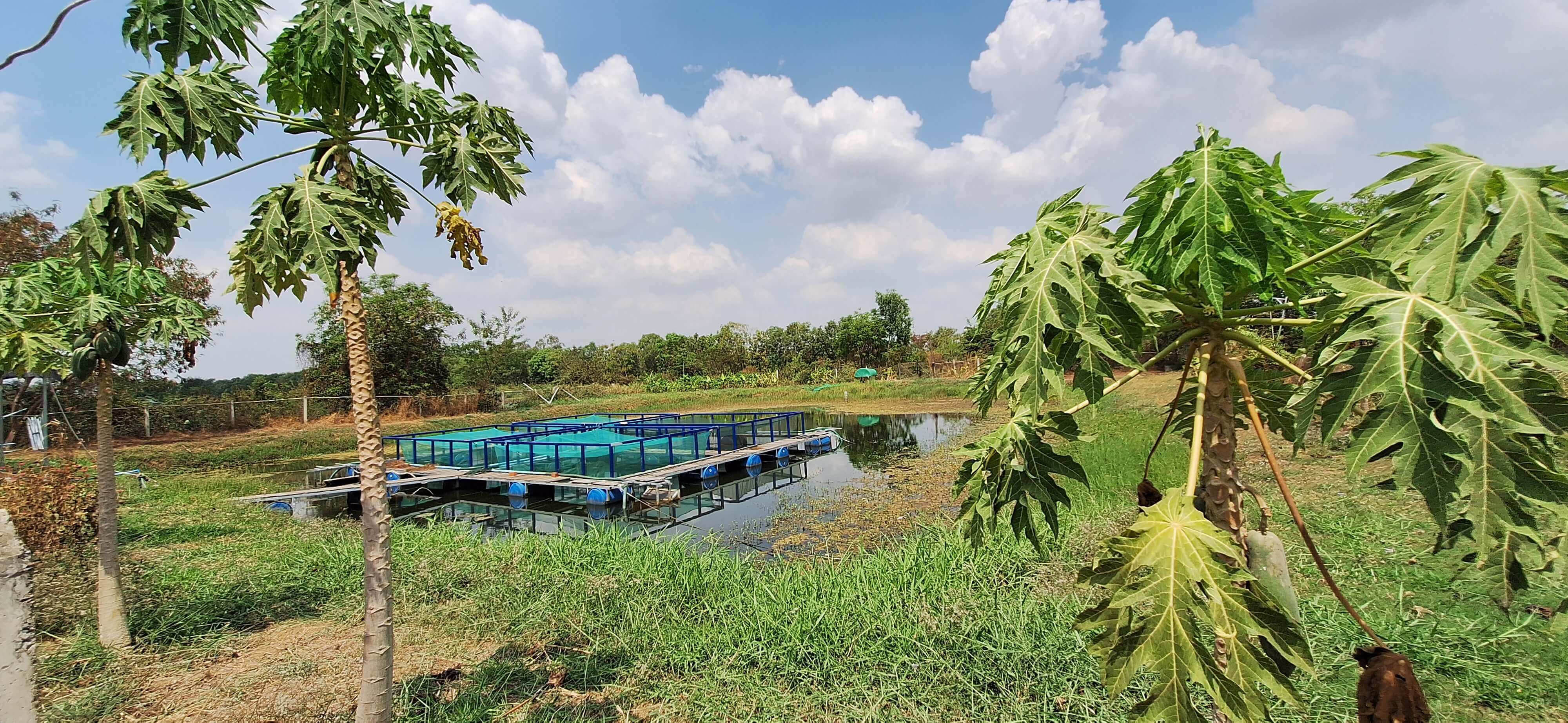 SmartAgri Cambodia

